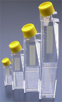 Флаконы (матрасы) культуральные, 300 см2 (1360 мл), скошенное горло, крышка "VENT" - 2 положения: вент/не вент, PS, стерильные 90300